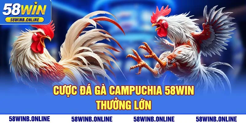 16-cuoc-da-ga-campuchia-58win-thuong-lon