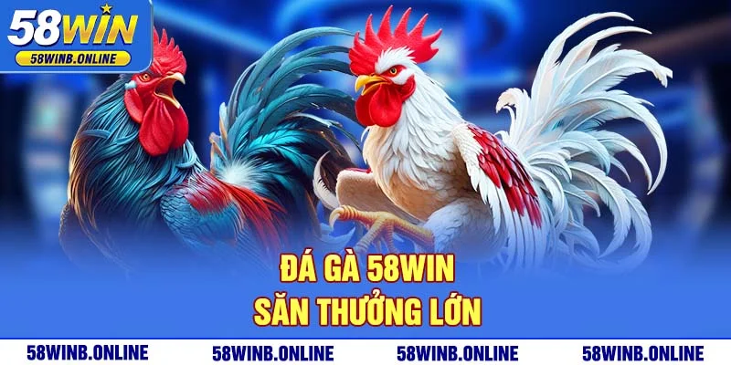 19-da-ga-58win-san-thuong-lon