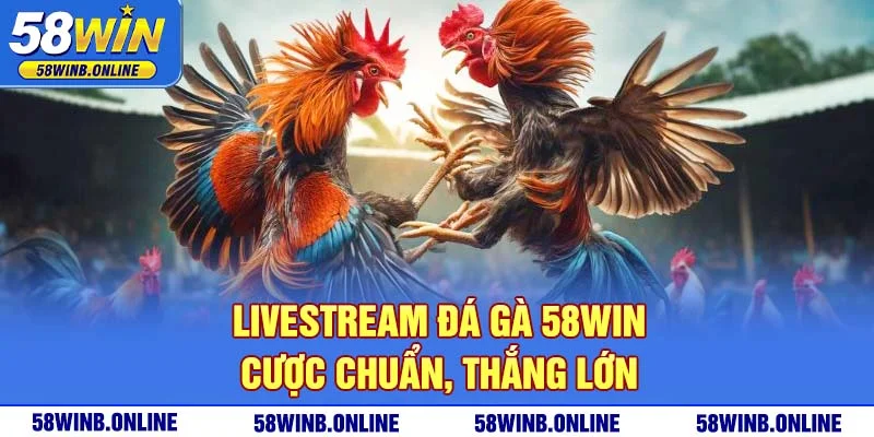 21-livestream-da-ga-58win-cuoc-chuan-thang-lon